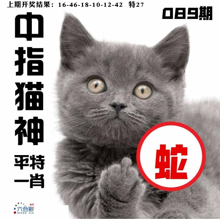 089期中指猫神[图]
